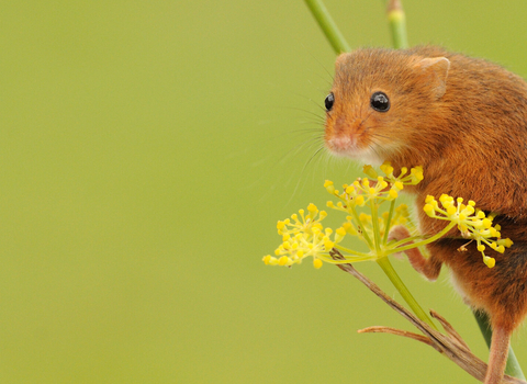 Harvest mouse