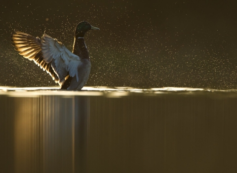 Mallard in sunshine