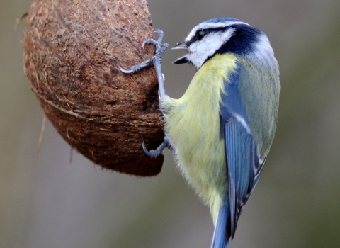 Blue tit on bird feeder