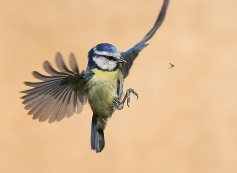 Blue tit