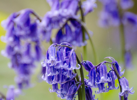 Bluebells