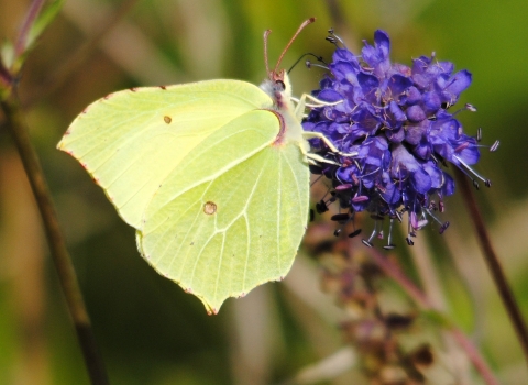 Brimstone butterfly