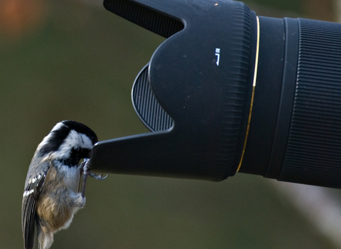 Coal tit on camera