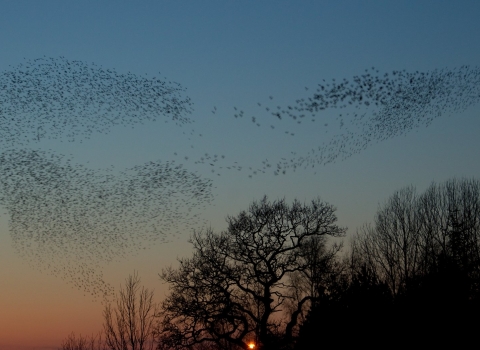 Starling Murmuration