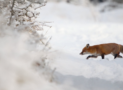 Fox in winter