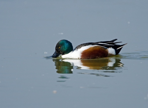 Shoveler