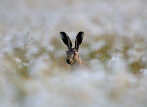 Brown hare