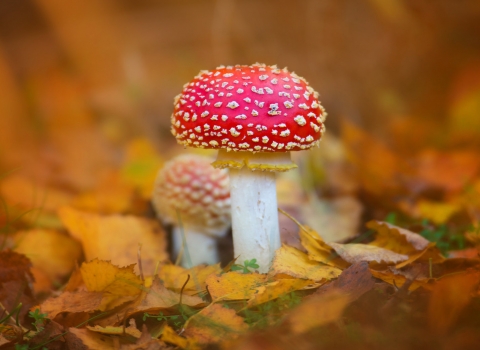 Fly agaric