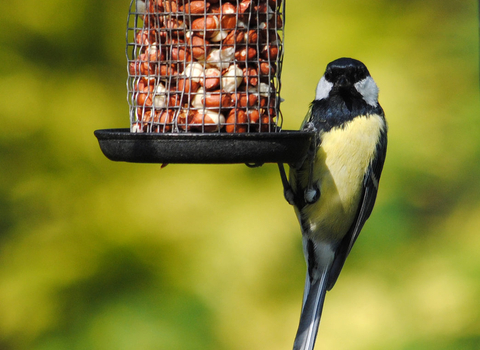 Great tit on feeder