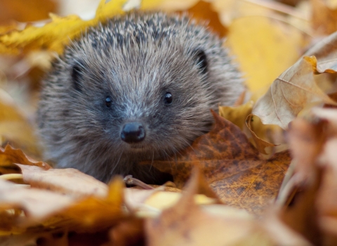 Hedgehog in autumn leaves