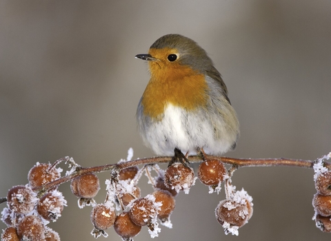 Robin in snow