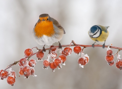 Robin and bluetit in the snow