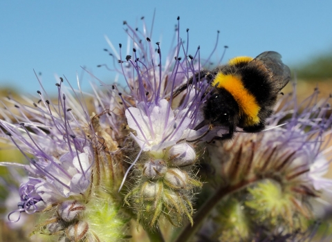 White-tailed bumblebee