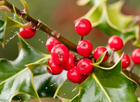 Holly berries