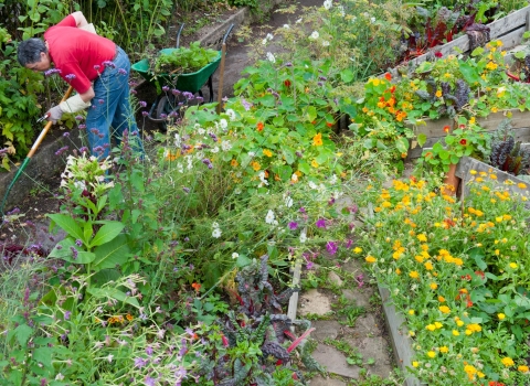 A gardener in a community garden