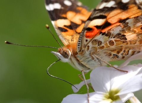 Painted lady butterfly