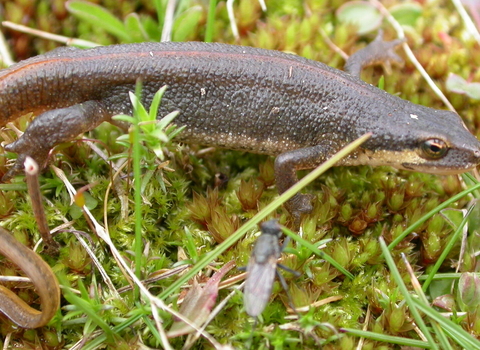 Palmate newt