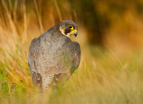 Peregrine falcon