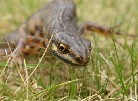 Smooth newt