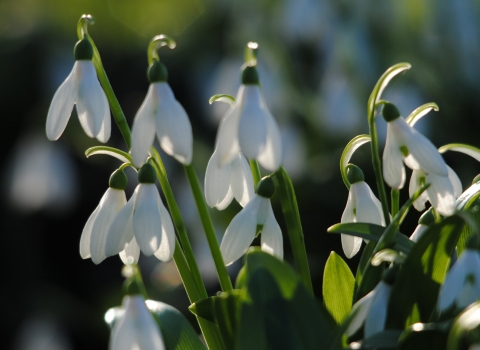Snowdrops