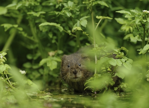 Water Vole (Arvicola amphibius)