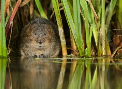 Water vole