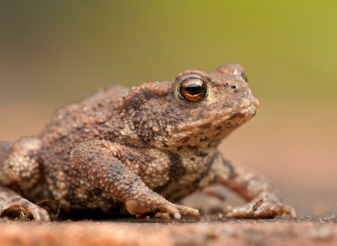 Common toad