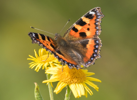 Tortoiseshell butterfly
