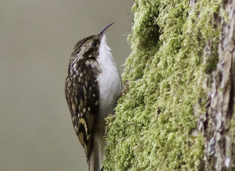 Treecreeper