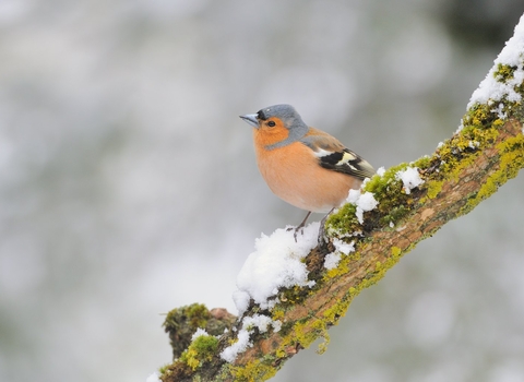 Chaffinch on a snow covered branch