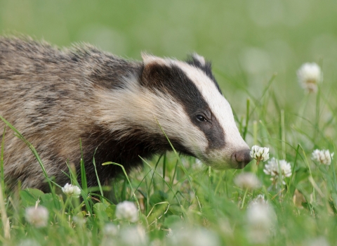 A badger sniffing a flower