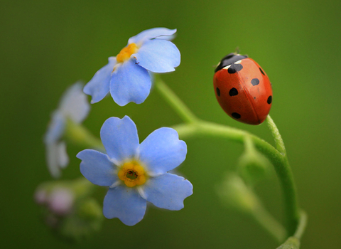 7 spot ladybird