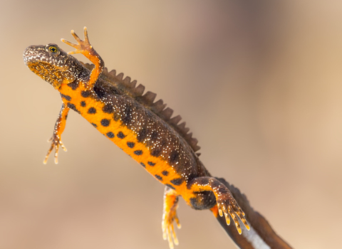 Great crested newt